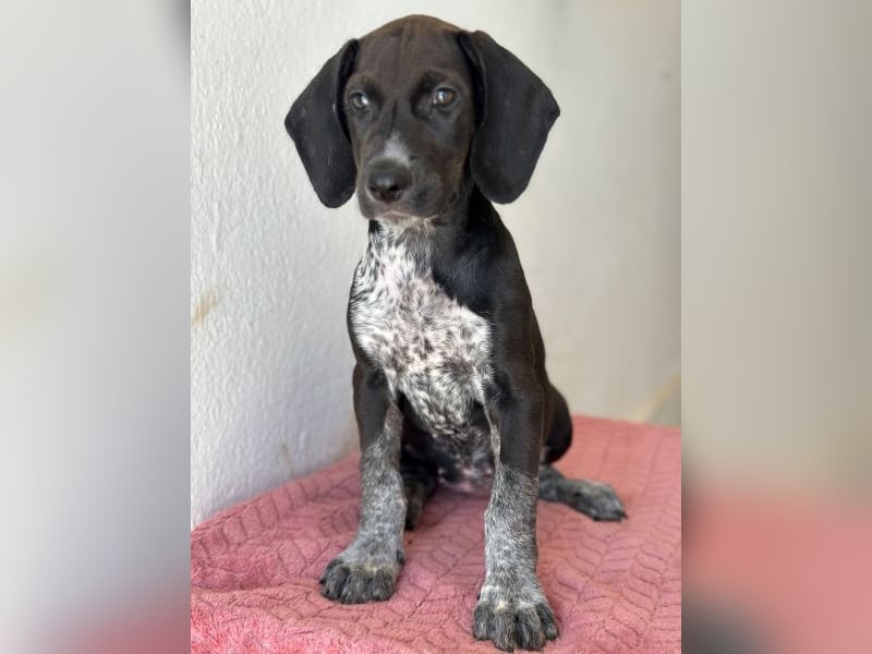 Kiki, geb. ca. 06/2026, lebt in GRIECHENLAND, im städt. Tierheim Serres