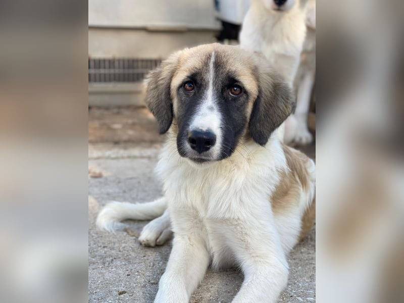 Dinka, geb. ca. 04/2025, lebt in GRIECHENLAND, im städt. Tierheim Serres