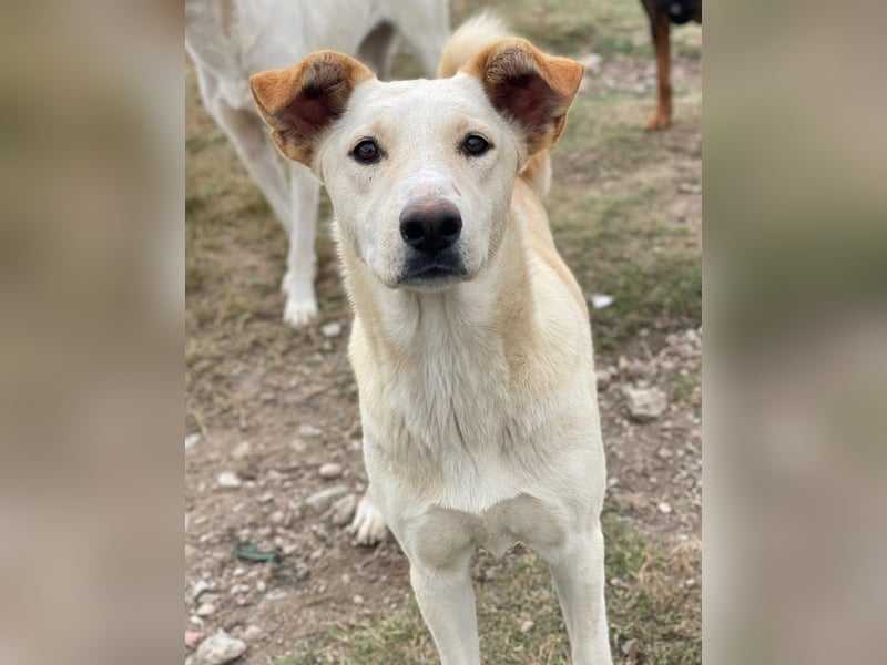 Kalena, geb. ca. 01/2025, lebt in GRIECHENLAND, im städt. Tierheim Serres