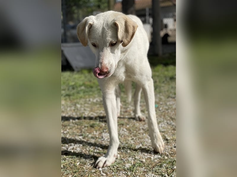 Nizza, geb. ca. 08/2022, lebt in GRIECHENLAND, im städt. Tierheim Serres