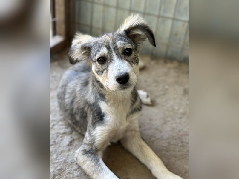 Alexi, geb. ca. 02/2025, lebt in GRIECHENLAND, auf einer privaten Pflegestelle