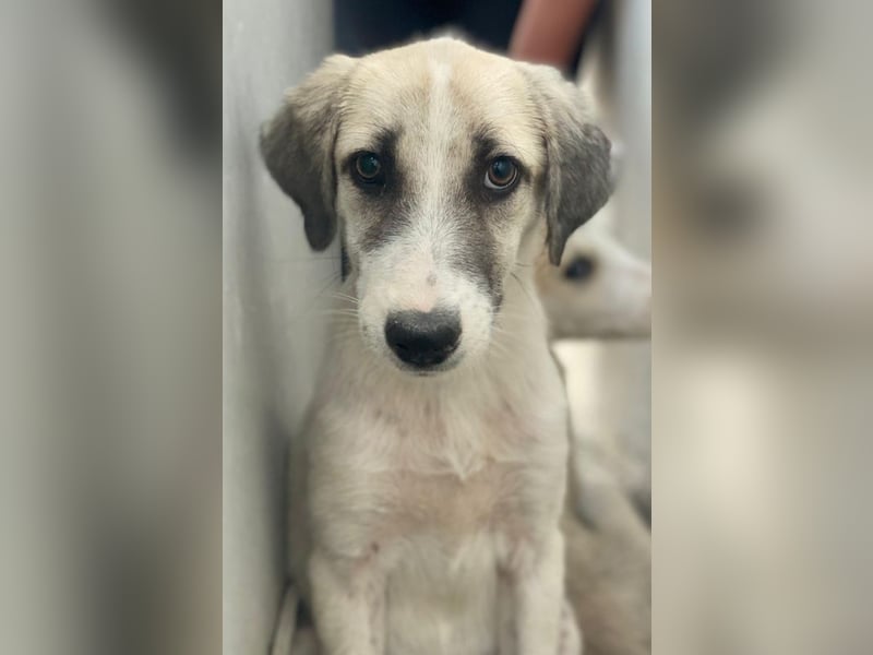 Maliya, geb. ca. 04/2025, lebt in GRIECHENLAND, auf einer privaten Pflegestelle