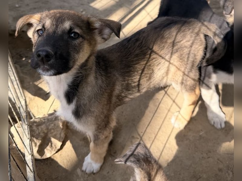 Goudy, geb. ca. 12/25, lebt in GRIECHENLAND, auf einer privaten Pflegestelle