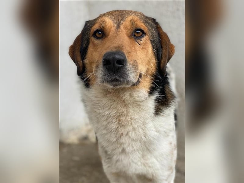 Noah, geb. ca. 10/2020, lebt in GRIECHENLAND, im städt. Tierheim Serres