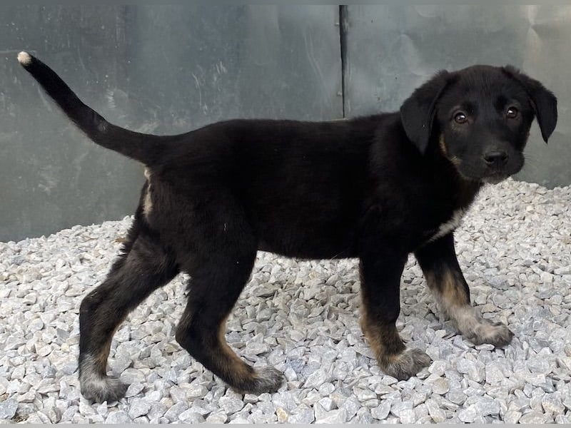 Louisa, geb. ca. 12/2023, lebt in GRIECHENLAND, im städt. Tierheim Serres