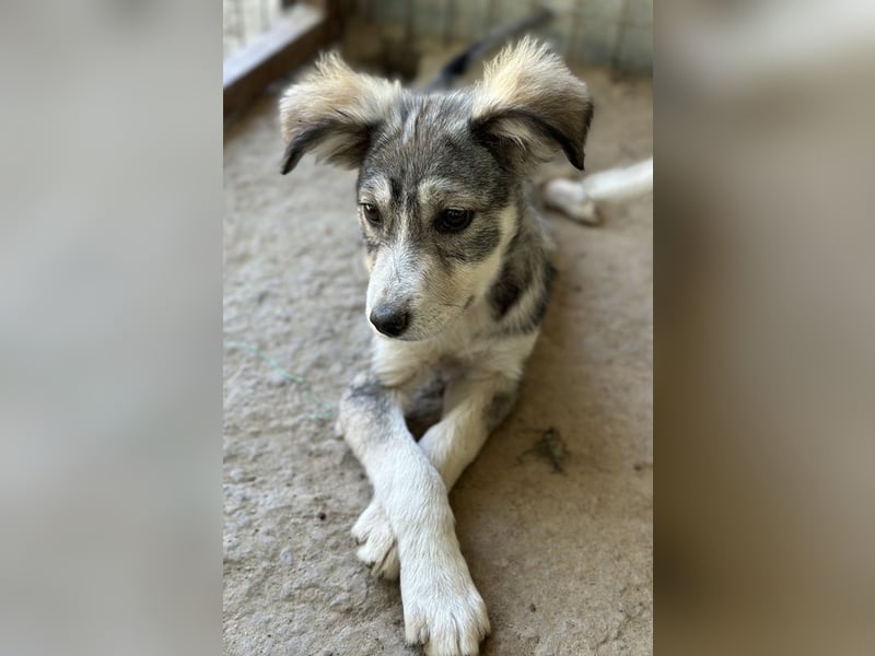 Alexi, geb. ca. 02/2025, lebt in GRIECHENLAND, auf einer privaten Pflegestelle