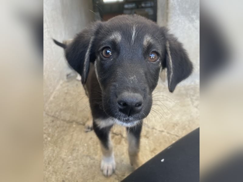 Elina, geb. ca. 03/2026, lebt in GRIECHENLAND, im städt. Tierheim Serres