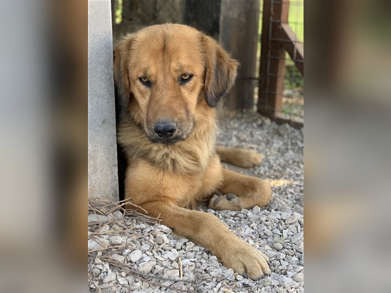 Kerchak, geb. ca. 07/2021, lebt in GRIECHENLAND, im städt. Tierheim Serres