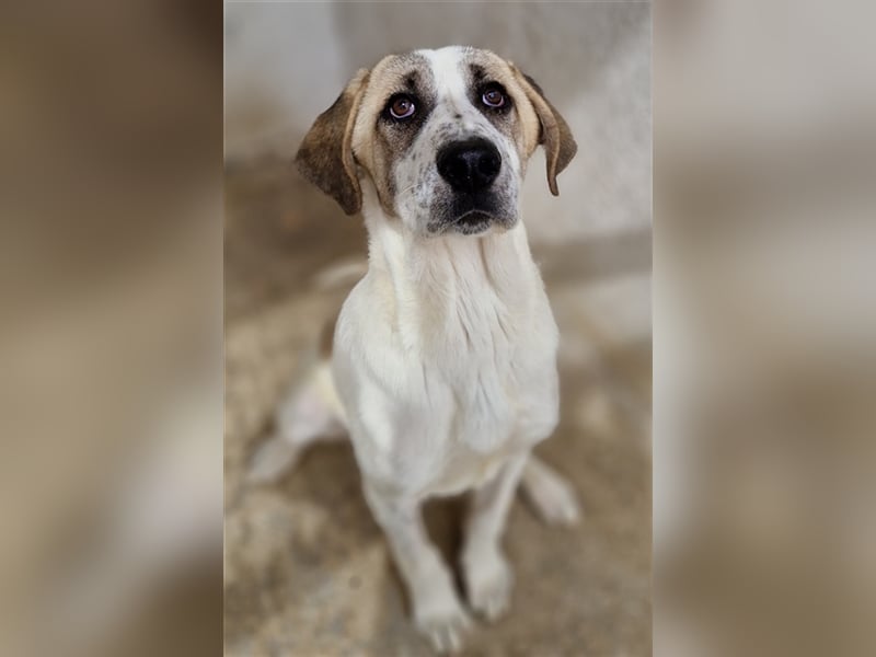 Lou, geb. ca. 11/2022, lebt in GRIECHENLAND, im städt. Tierheim Serres