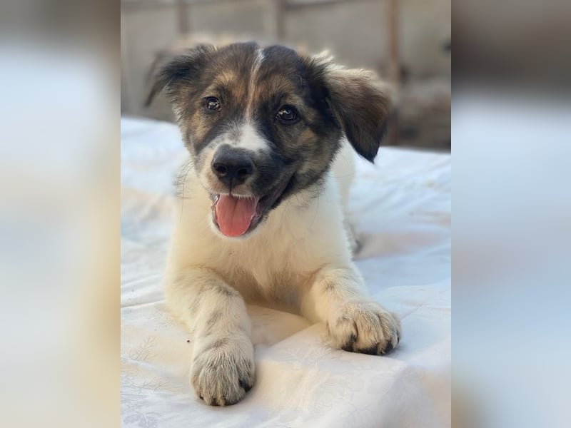 Ludmilla, geb. ca. 05/2025, lebt in GRIECHENLAND, im städt. Tierheim Serres