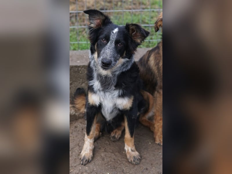 Talom, geb. ca. 03/2022, lebt in GRIECHENLAND, auf einer privaten Pflegestelle