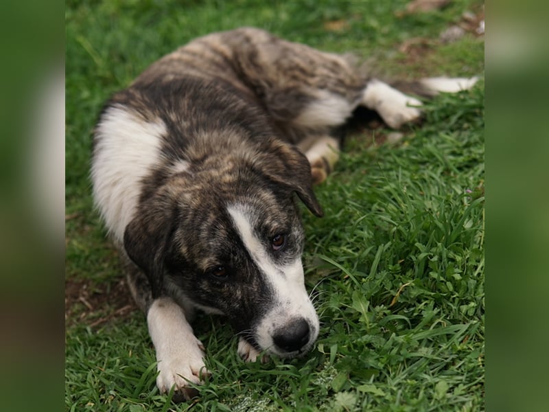 Paula, geb. ca. 07/2023, lebt in GRIECHENLAND, auf einem Gelände, auf dem die Hunde notdürftig verso