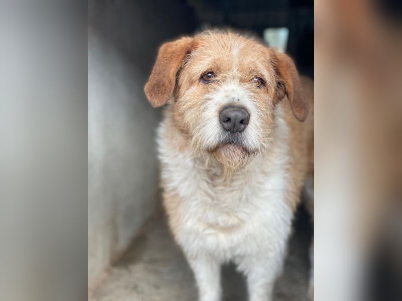 Yvaine, geb. ca. 05/2024, lebt in GRIECHENLAND, im städt. Tierheim Serres