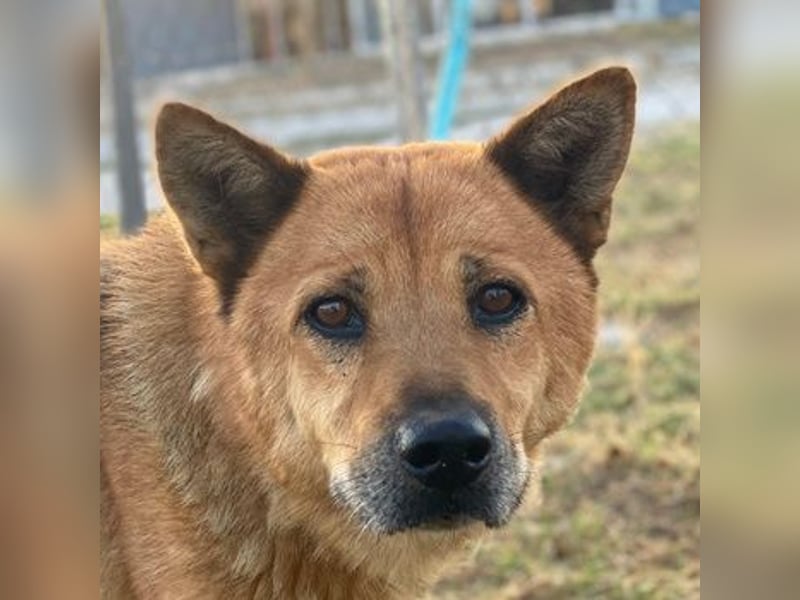 Foxita, geb. ca. 04/2020, lebt in GRIECHENLAND, im städt. Tierheim Serres
