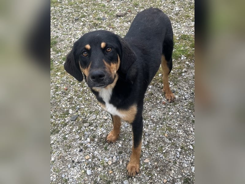 Letti, geb. ca. 05/2024, lebt in GRIECHENLAND, auf einem Gelände, auf dem die Hunde notdürftig verso