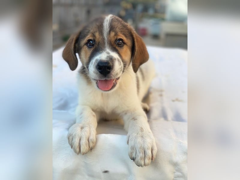 Trine, geb. ca. 05/2025, lebt in GRIECHENLAND, im städt. Tierheim Serres