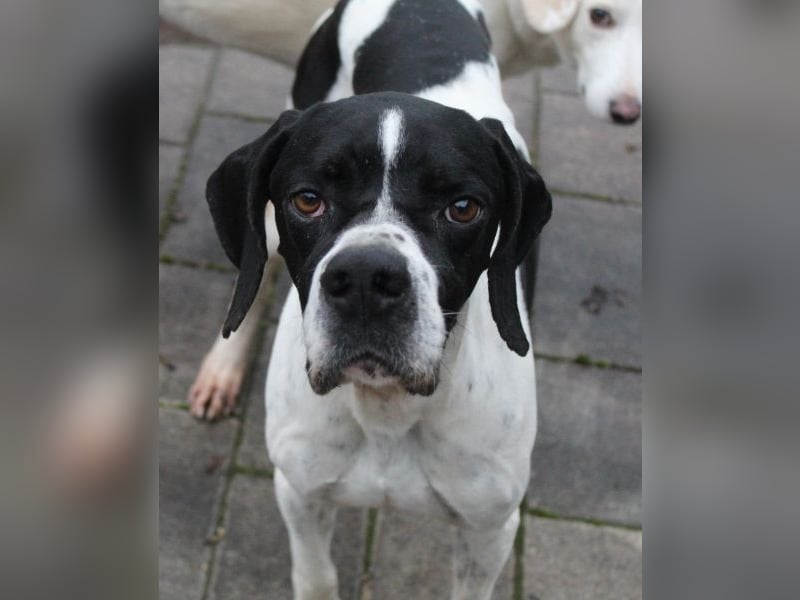 Attila, geb. ca. 08/2024, lebt auf einer Pflegestelle in 67735 Mehlbach