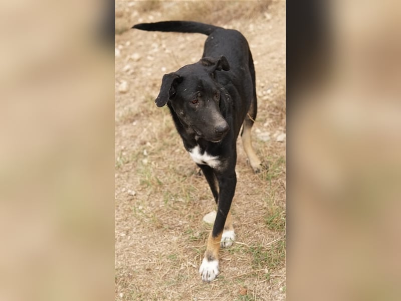 Jeppe, geb. ca. 12/2022, lebt in GRIECHENLAND, im städt. Tierheim Serres