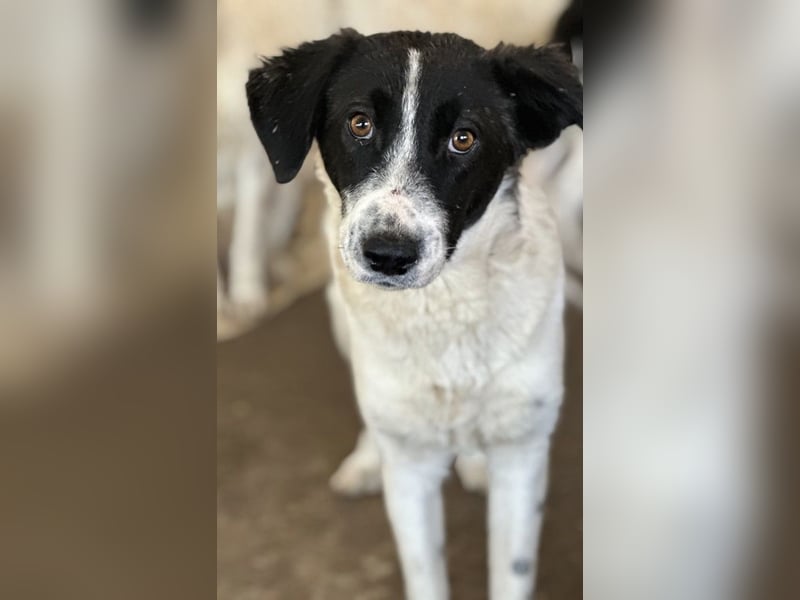 Niara, geb. ca. 03/2024, lebt in GRIECHENLAND, auf einer privaten Pflegestelle