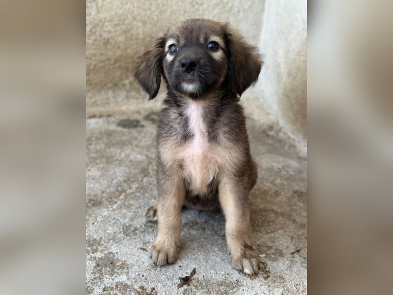 Harissa, geb. ca. 05/2026, lebt in GRIECHENLAND, im städt. Tierheim Serres