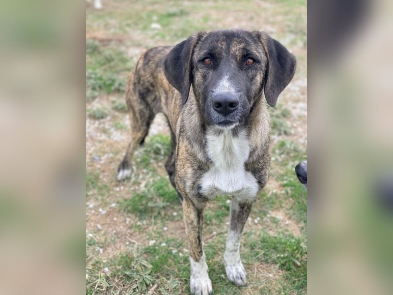 Tenera, geb. ca. 10/2024, lebt in GRIECHENLAND, im städt. Tierheim Serres