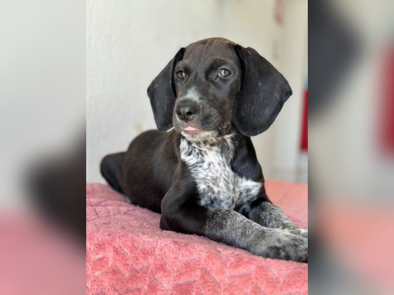 Kiki, geb. ca. 06/2026, lebt in GRIECHENLAND, im städt. Tierheim Serres