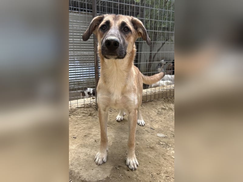 Heraya, geb. ca. 02/2025, lebt in GRIECHENLAND, auf einer privaten Pflegestelle