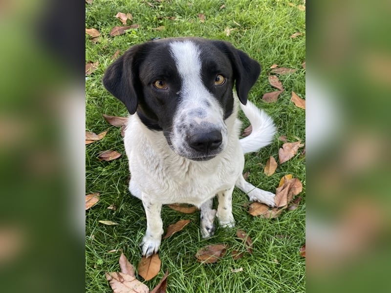 Penny, geb. ca. 05/2023, lebt in GRIECHENLAND, im städt. Tierheim Serres