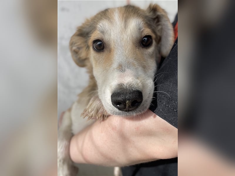 Fichte, geb. ca. 07/2023, lebt in GRIECHENLAND, im städt. Tierheim Serres