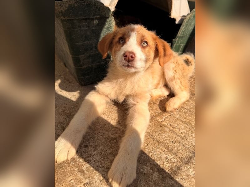 Josefine, geb. ca. 12/2025, lebt in GRIECHENLAND, im städt. Tierheim Serres