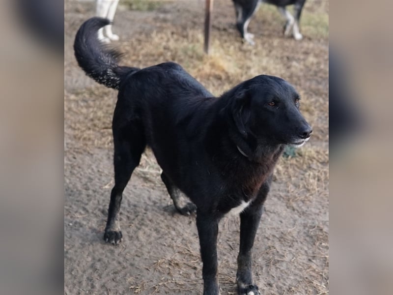 Swarzi, geb. 02/2018, lebt in GRIECHENLAND, im städt. Tierheim Serres