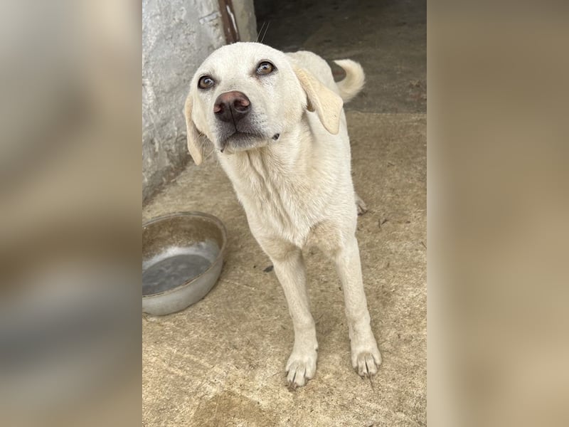 Nomi, geb. ca. 10/2024, lebt in GRIECHENLAND, auf einer privaten Pflegestelle