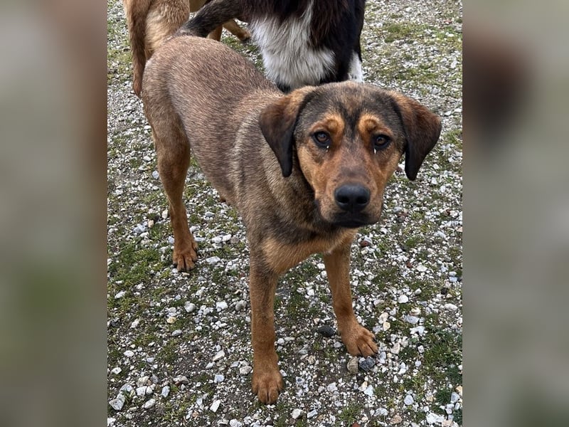 Valmira, geb. ca. 05/2024, lebt in GRIECHENLAND, auf einem Gelände, auf dem die Hunde notdürftig ver