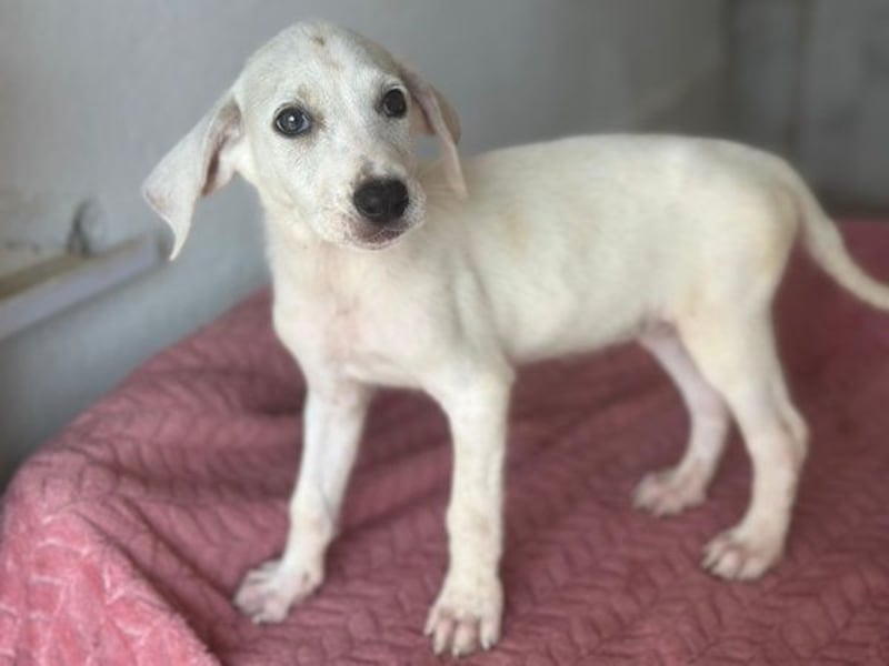 Lily, geb. ca. 05/2026, lebt in GRIECHENLAND, im städt. Tierheim Serres