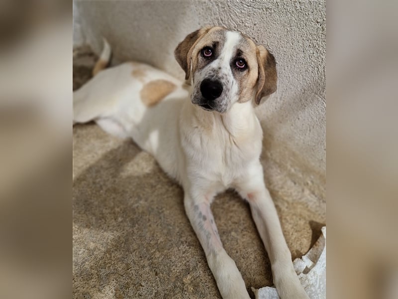 Lou, geb. ca. 11/2022, lebt in GRIECHENLAND, im städt. Tierheim Serres