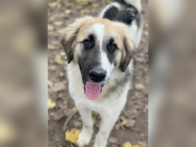 Otys, geb. ca. 03/2022, lebt in GRIECHENLAND, im städt. Tierheim Serres