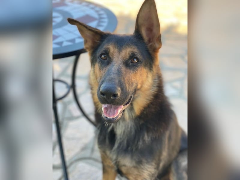 Malta, geb. ca. 07/2024, lebt in GRIECHENLAND, auf einer privaten Pflegestelle