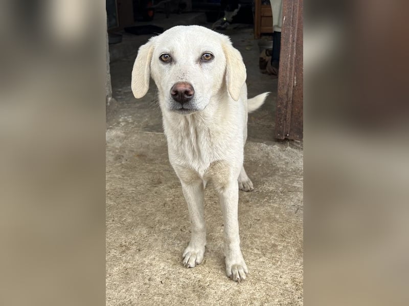 Nomi, geb. ca. 10/2024, lebt in GRIECHENLAND, auf einer privaten Pflegestelle