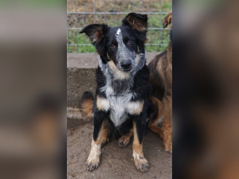 Talom, geb. ca. 03/2022, lebt in GRIECHENLAND, auf einer privaten Pflegestelle