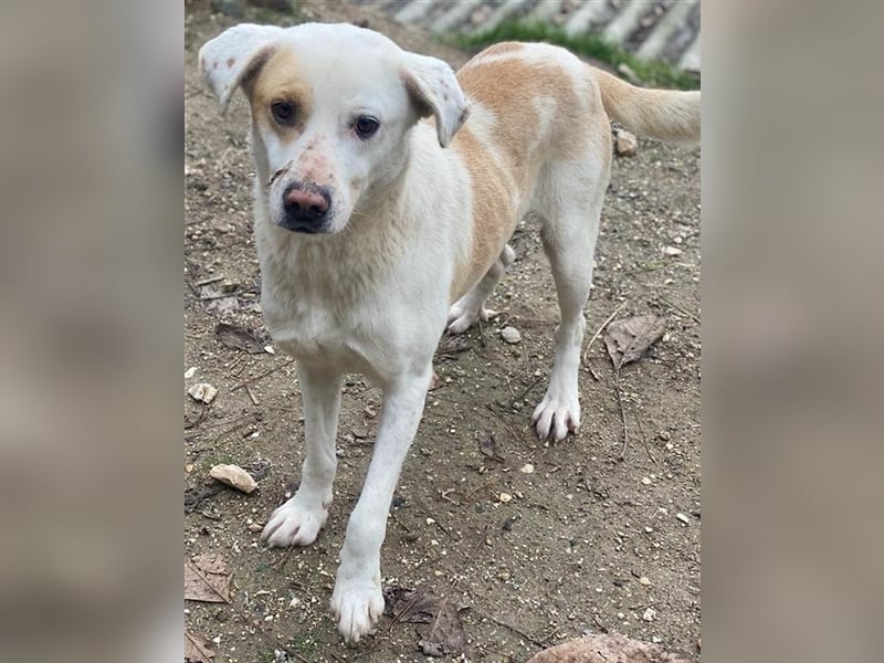 Lono, geb. ca. 06/2020, lebt in GRIECHENLAND, auf einer privaten Pflegestelle