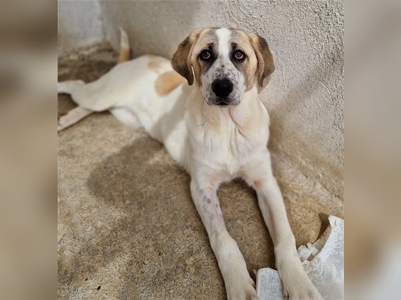 Lou, geb. ca. 11/2022, lebt in GRIECHENLAND, im städt. Tierheim Serres