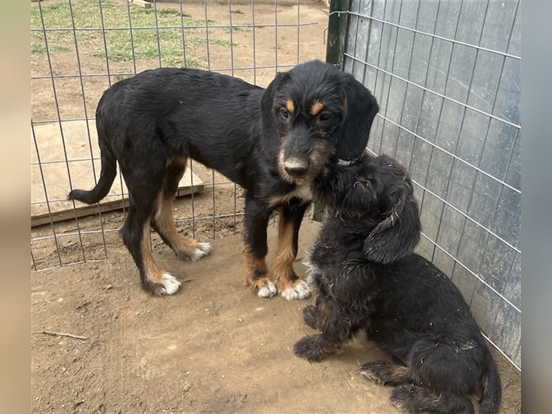 Bertha, geb. ca. 03/2023, lebt in GRIECHENLAND, im städt. Tierheim Serres