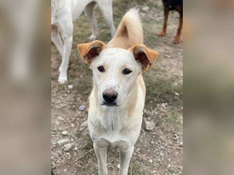 Kalena, geb. ca. 01/2025, lebt in GRIECHENLAND, im städt. Tierheim Serres