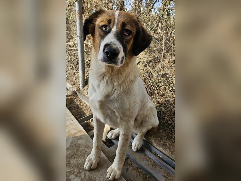 Fiva, geb. ca. 02/2024, lebt in GRIECHENLAND, im städt. Tierheim Serres