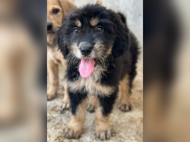 Ginger, geb. ca. 05/2026, lebt in GRIECHENLAND, im städt. Tierheim Serres