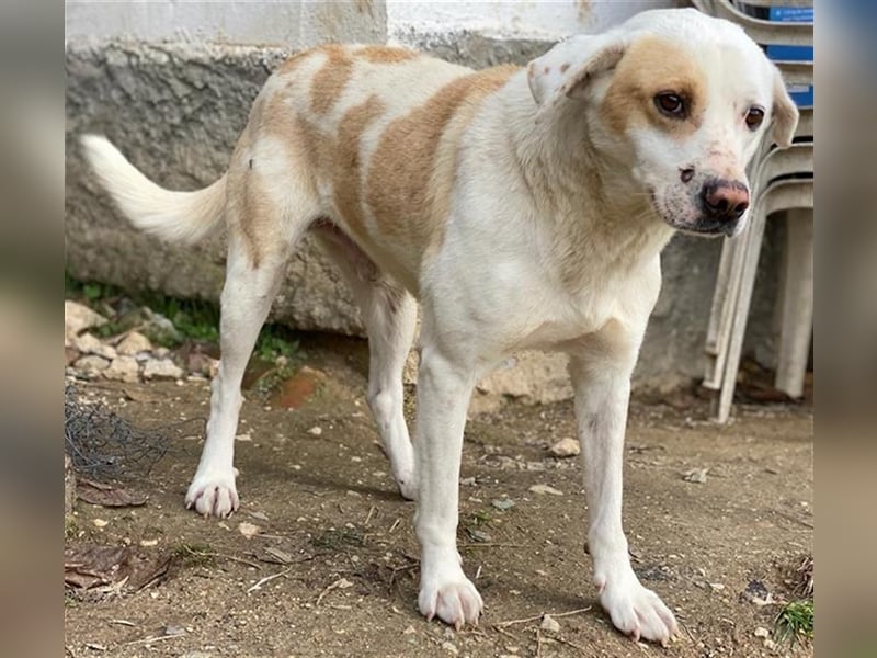 Lono, geb. ca. 06/2020, lebt in GRIECHENLAND, auf einer privaten Pflegestelle