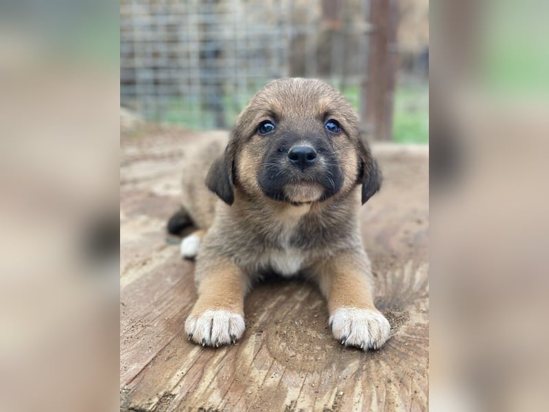 Mucki, geb. ca. 11/2025, lebt in GRIECHENLAND, auf einer privaten Pflegestelle