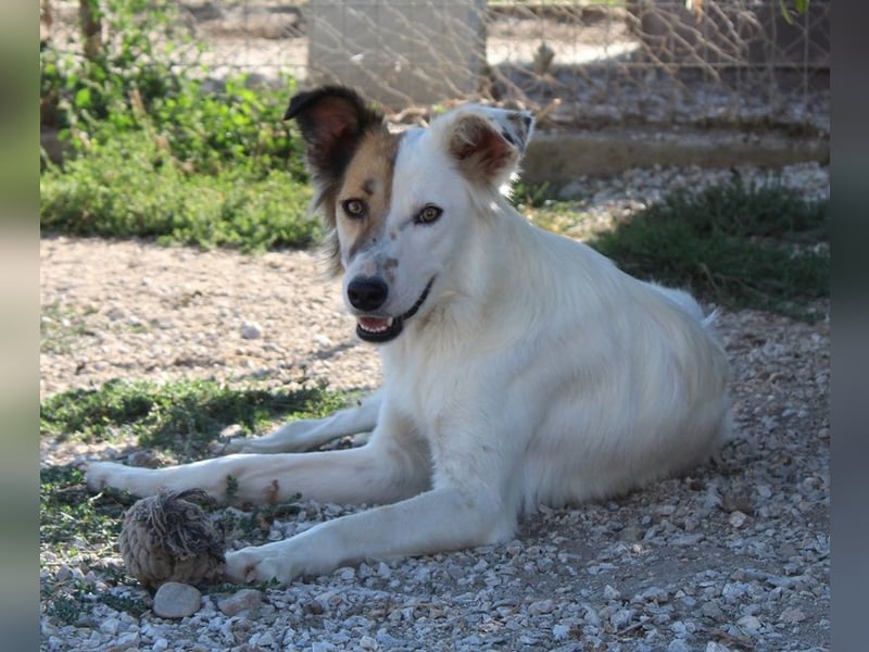Motti, geb. ca. 07/2023, lebt in GRIECHENLAND, im städt. Tierheim Serres