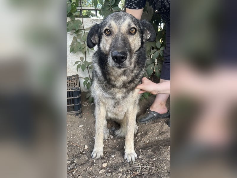 Quarta, geb. ca. 09/2018, lebt in GRIECHENLAND, auf einer privaten Pflegestelle