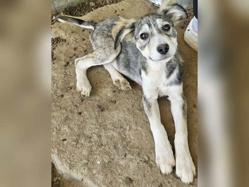 Alexi, geb. ca. 02/2025, lebt in GRIECHENLAND, auf einer privaten Pflegestelle